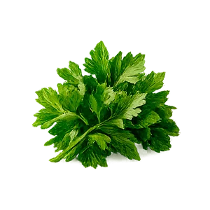 Ateril — Perejil (Petroselinum crispum)